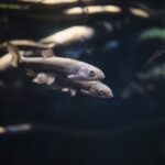 peixes