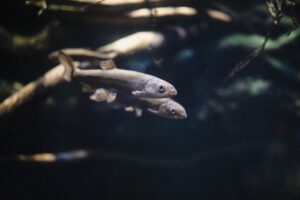 peixes