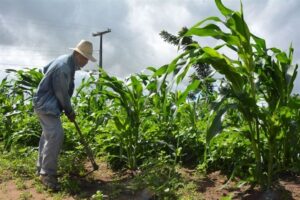 s7y1RWTN-Agricultura-familiar-ft-Sara-Silva-PMFS