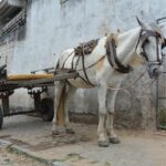 tracao-animal