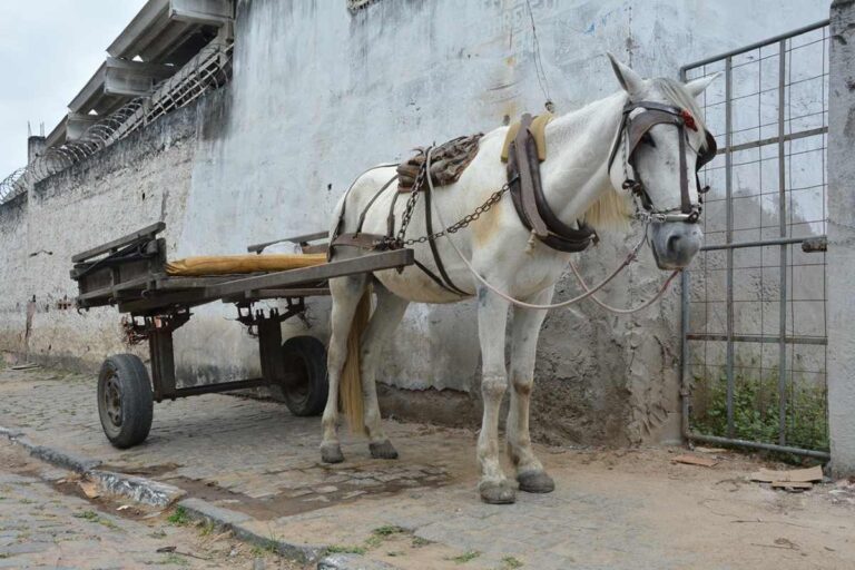 tracao-animal
