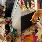 12-gatos-sao-resgatados-sem-agua-em-apartamento-suspeita-e-de-que-comiam-restos-mortais-de-outros-animais-Foto-Reproducao-Redes-Sociais