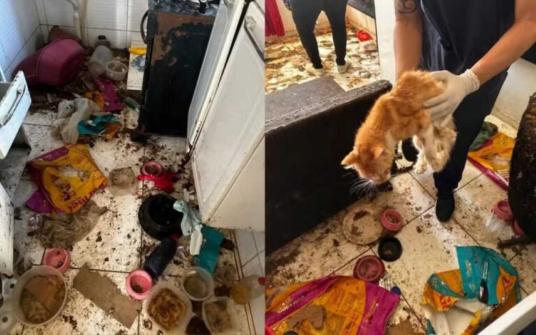 12-gatos-sao-resgatados-sem-agua-em-apartamento-suspeita-e-de-que-comiam-restos-mortais-de-outros-animais-Foto-Reproducao-Redes-Sociais
