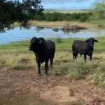 Bois-vacas-gado-Foto-Divulgacao-