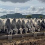 Bois-vacas-gado-Foto-Divulgacao-1-1