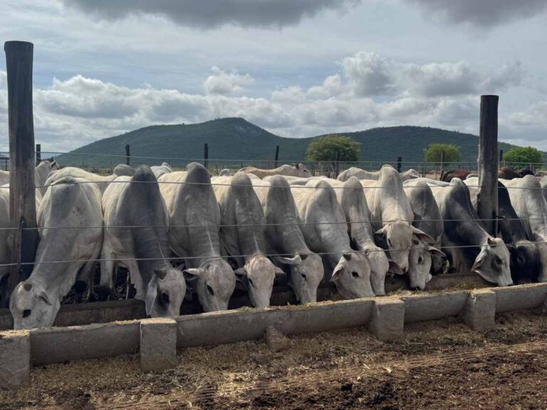 Bois-vacas-gado-Foto-Divulgacao-1-1