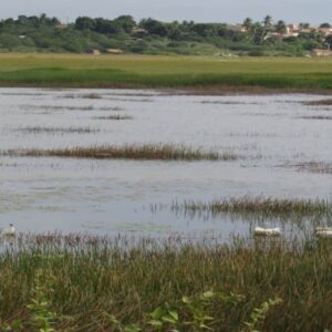 Lagoa-Salgada-I-Av-Noide-Cerqueira