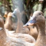Patos-Foto-Embrapa