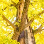Pesquisa-da-Uesb-realiza-o-primeiro-sequenciamento-do-genoma-do-ipe-amarelo-Foto-Divulgacao-3-280726