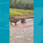 Pitbull-ataca-e-mata-cachorro-de-rua-apos-fugir-de-casa-no-Reconcavo-Baiano-Foto-Redes-Sociais