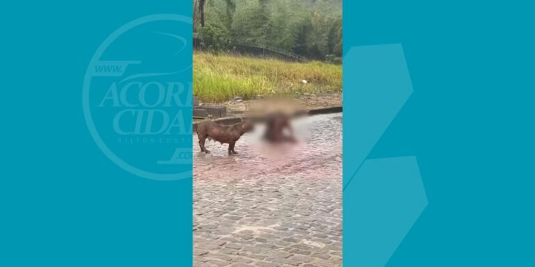 Pitbull-ataca-e-mata-cachorro-de-rua-apos-fugir-de-casa-no-Reconcavo-Baiano-Foto-Redes-Sociais