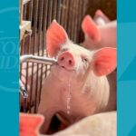 Vencedor-concurso-fotografico-Bacon-Lovers-2024-Foto-Adriano-Carvalho