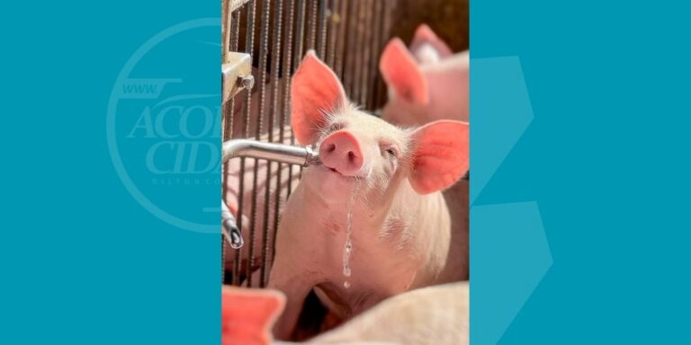 Vencedor-concurso-fotografico-Bacon-Lovers-2024-Foto-Adriano-Carvalho