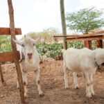 cabras-ovinos-bode-casa-nova-seagri-foto-divulgacao-