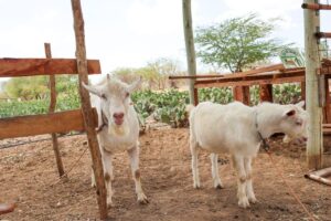 cabras-ovinos-bode-casa-nova-seagri-foto-divulgacao-