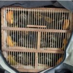 17-aves-silvestres-apreendidas-pela-Policia-Rodoviaria-Federal-Foto-Divulgacao