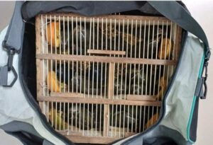 17-aves-silvestres-apreendidas-pela-Policia-Rodoviaria-Federal-Foto-Divulgacao