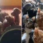 2095-resgate-voluntario-de-animais-em-macaubas