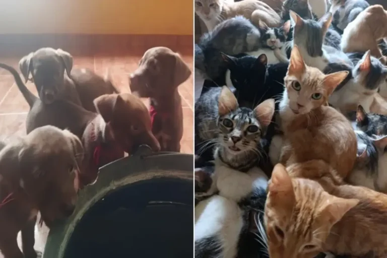 2095-resgate-voluntario-de-animais-em-macaubas