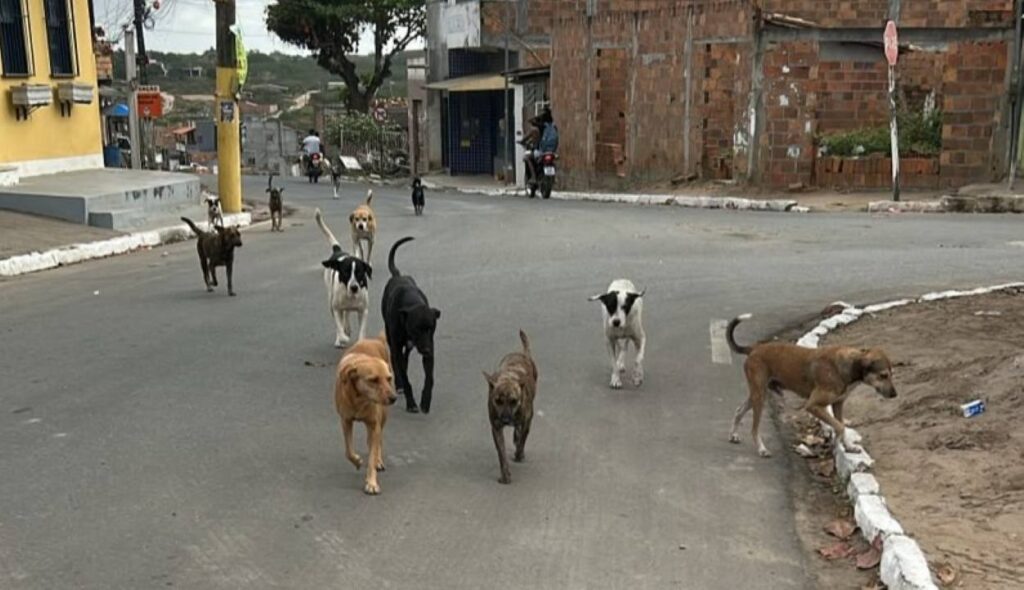 Corrida-de-cachorros-de-rua-chama-atencao-no-distrito-de-Maria-Quiteria-Foto-Enviada-pelo-WhatsApp-210826