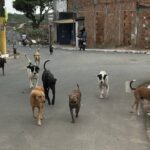 Corrida-de-cachorros-de-rua-chama-atencao-no-distrito-de-Maria-Quiteria-Foto-Enviada-pelo-WhatsApp-210826