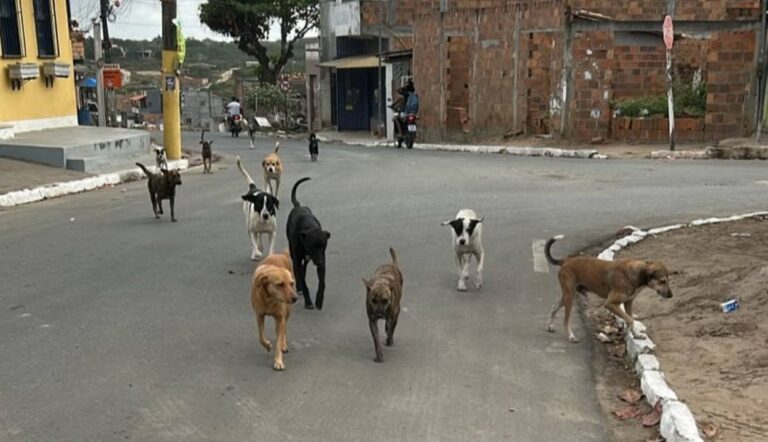 Corrida-de-cachorros-de-rua-chama-atencao-no-distrito-de-Maria-Quiteria-Foto-Enviada-pelo-WhatsApp-210826