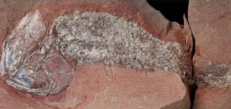 Peixe-pre-historico-que-viveu-ha-cerca-de-254-milhoes-de-anos-em-Mato-Grosso-Foto-Journal-of-South-American-Earth
