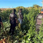 Plantacao-de-maconha-em-Jaborandi_-foto-Policia-Civil