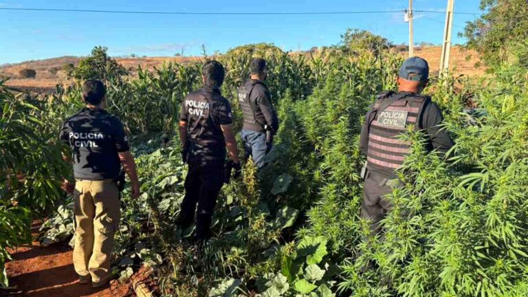 Plantacao-de-maconha-em-Jaborandi_-foto-Policia-Civil