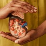Rim-rins-sistema-renal-Foto-Reproducao-Envato