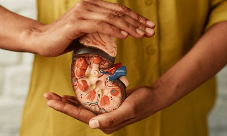 Rim-rins-sistema-renal-Foto-Reproducao-Envato