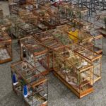 Torneio-ilegal-de-passaros_-resgate-de-aves-silvestres-em-Salvador_-foto-SSP-BA