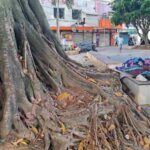 arvores-da-Praca-Bernardino-Bahia