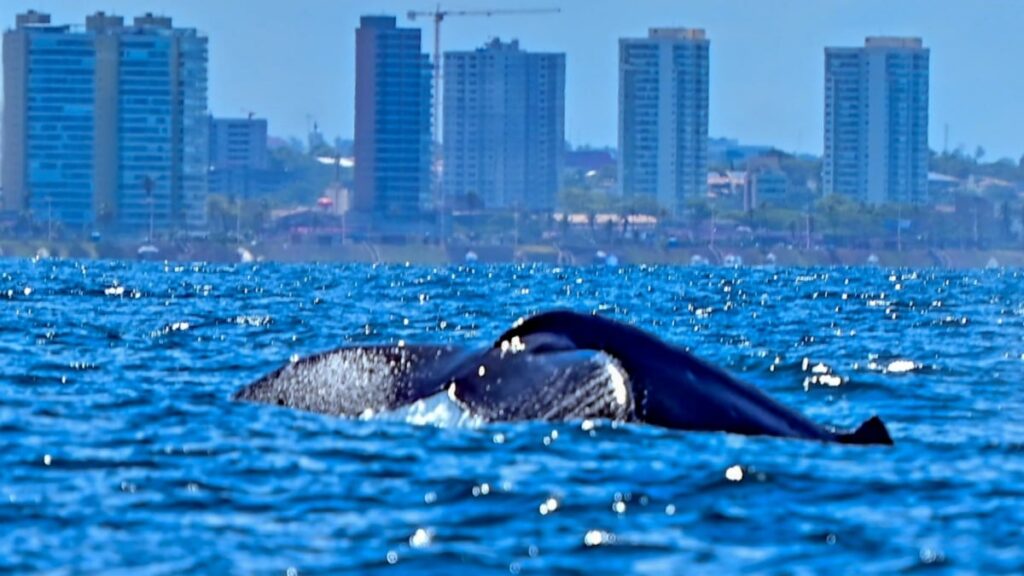 baleia-jubarte-foto-divulgacao-2