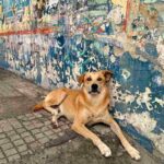 cachorro-caramelo