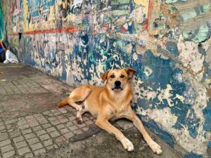 cachorro-caramelo