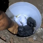 droga-e-localizada-escondida-em-buraco