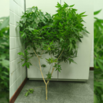 pe-de-maconha-foto-divulgacao-