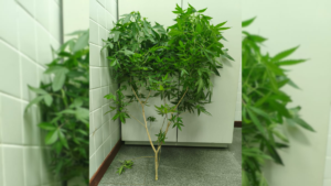 pe-de-maconha-foto-divulgacao-