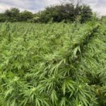 plantacao-de-maconha-plantio-ilegal-drogra-foto-divulgacao-PF-2