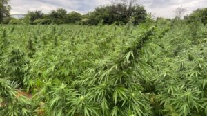 plantacao-de-maconha-plantio-ilegal-drogra-foto-divulgacao-PF-2