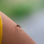 A-febre-do-Nilo-Ocidental-e-causada-por-um-virus-transmitido-pela-picada-de-mosquitos-sobretudo-do-genero-Culex