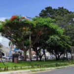Arvores-em-Feira-de-Santana-Foto-Valto-Novaes-Arquivo-e-Semmam-