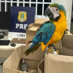 Aves-silvestres-araras