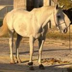 Cavalo-avaliado-em-R-100-mil
