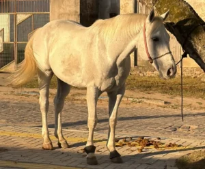 Cavalo-avaliado-em-R-100-mil