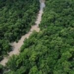 Dia-da-Amazonia