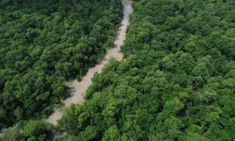 Dia-da-Amazonia