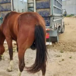 Furtos-de-animais-