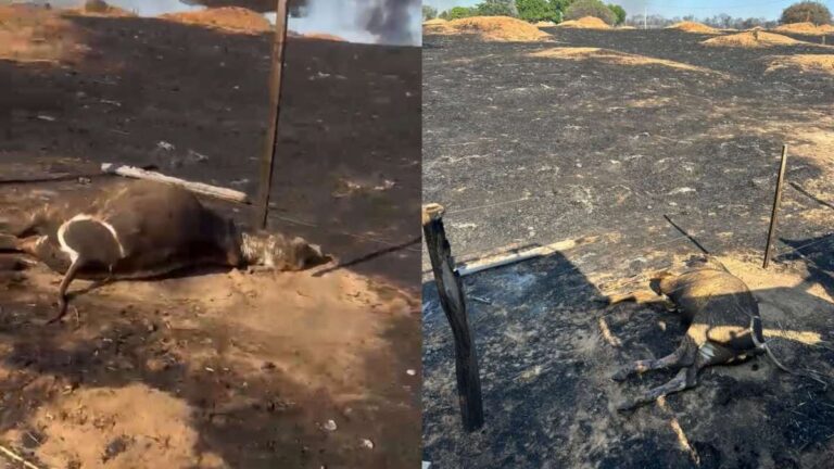 Incendio-avanca-por-propriedades-rurais-e-deixa-animais-mortos-no-Oeste-da-Bahia-fogo-se-aproxima-da-BA-172